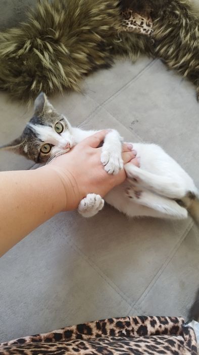 Отдается котенок