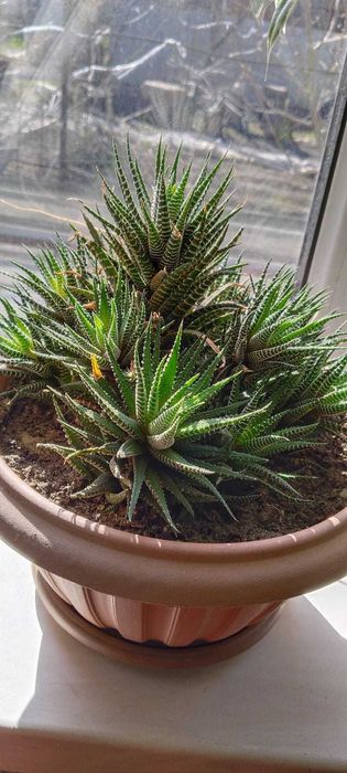 Комнатные цветы в горшках