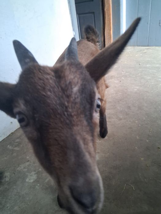 Țap țapusor de vanzare