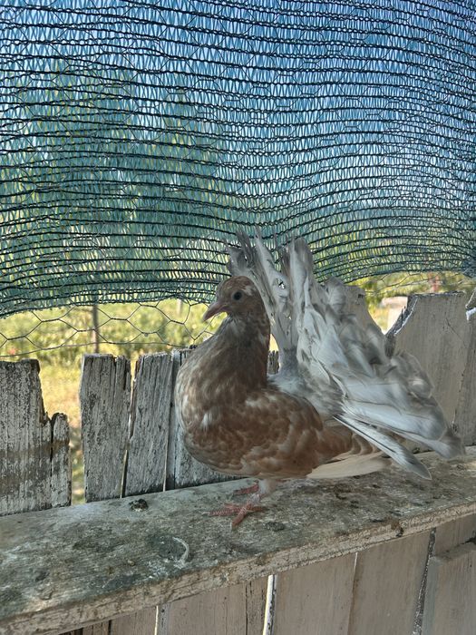 Porumbeii rotatii