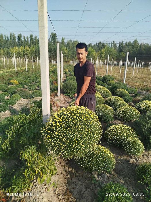 Декоратив кучатлар