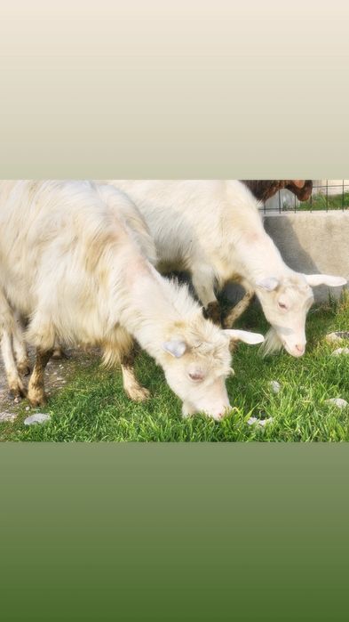 Зотли  Российский Эчки