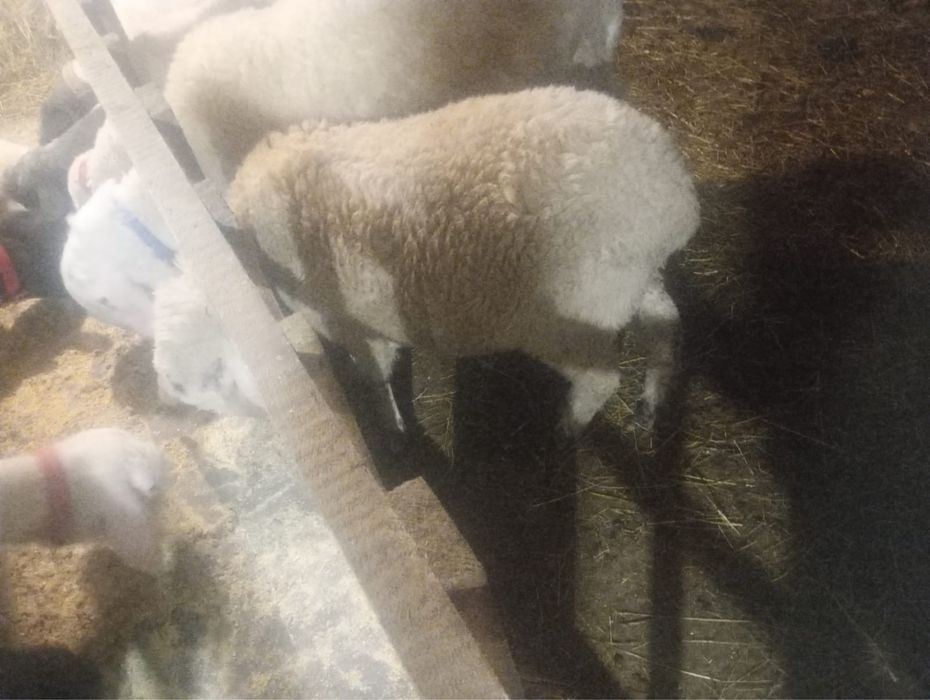 Mioară Metis de Bergamast