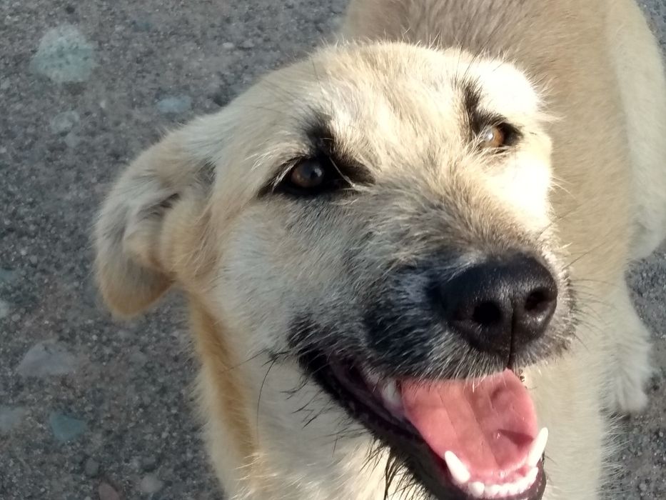 Молодая стерилизованная собачка