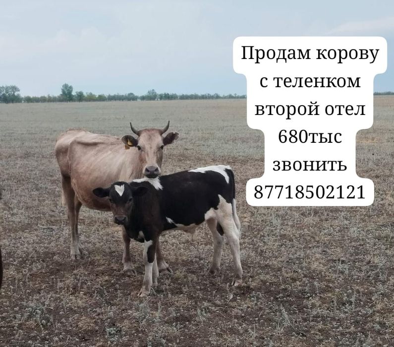 Продам корову с теленком