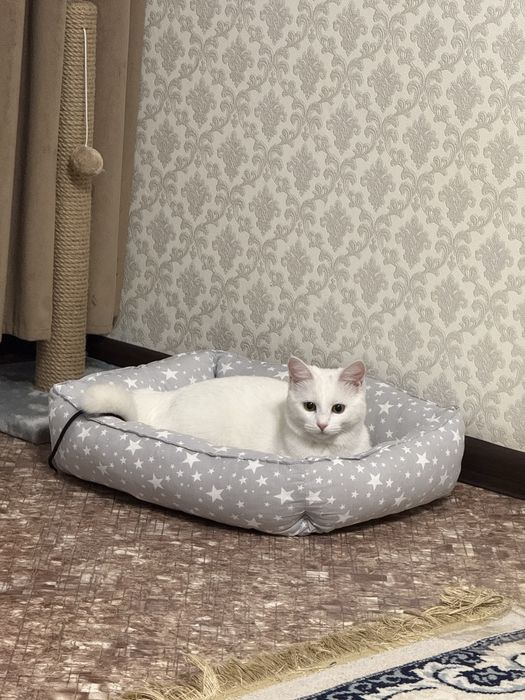 Отдам кошку с кормом 10.000