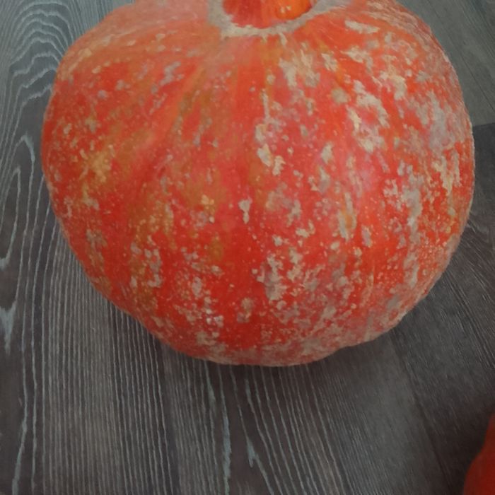 Продам тыкву домашняя