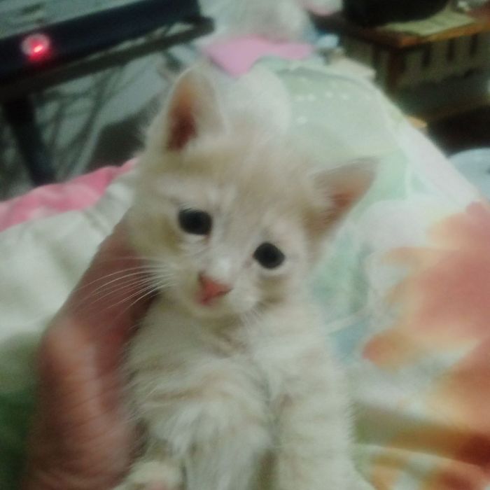 Котята даром срочно