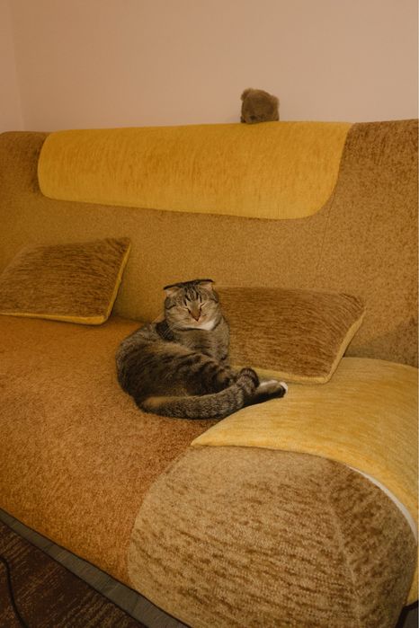 Вислоухий кот, 2 года