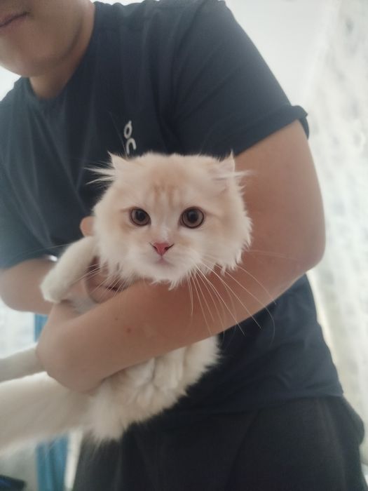 Scottish Fold Longhair (Highland Fold)