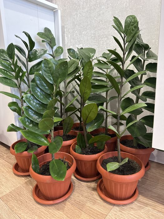 Денежное дерево ,замиакулькас