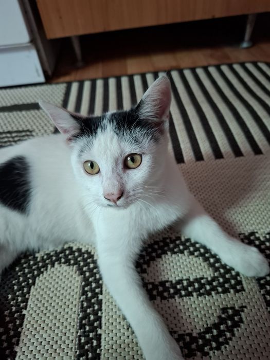 Pisica spre adopție