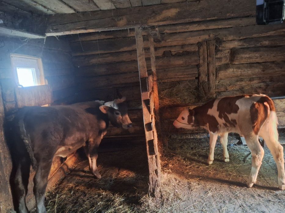 2 vițelușe, Angus și Bălțată