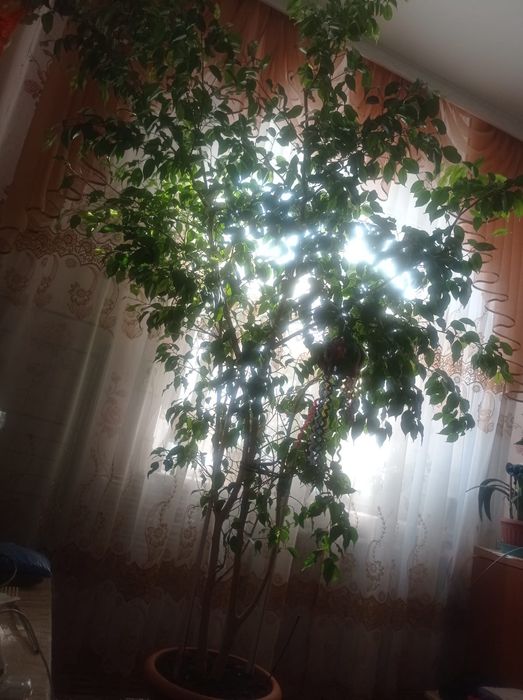 Продается фикус Бенджамина