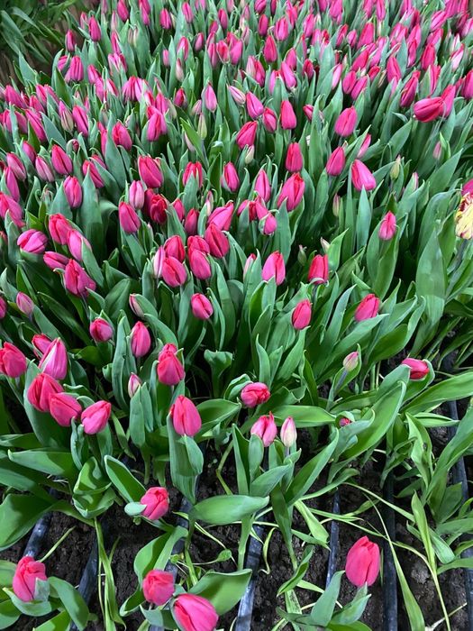 Тюльпаны в розницу предзаказ