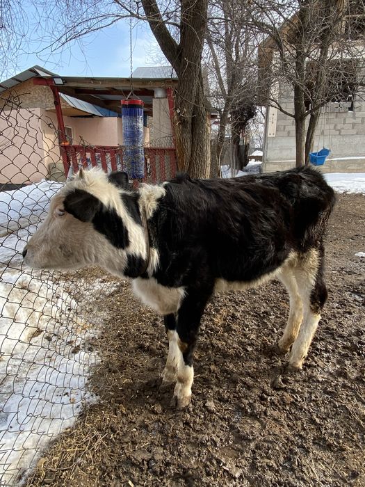 Теленок / бызау