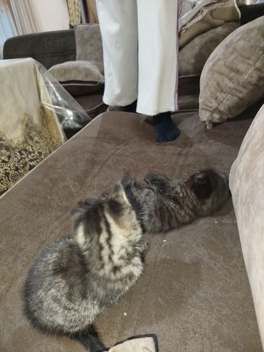 Яхши акилли мушукчалар