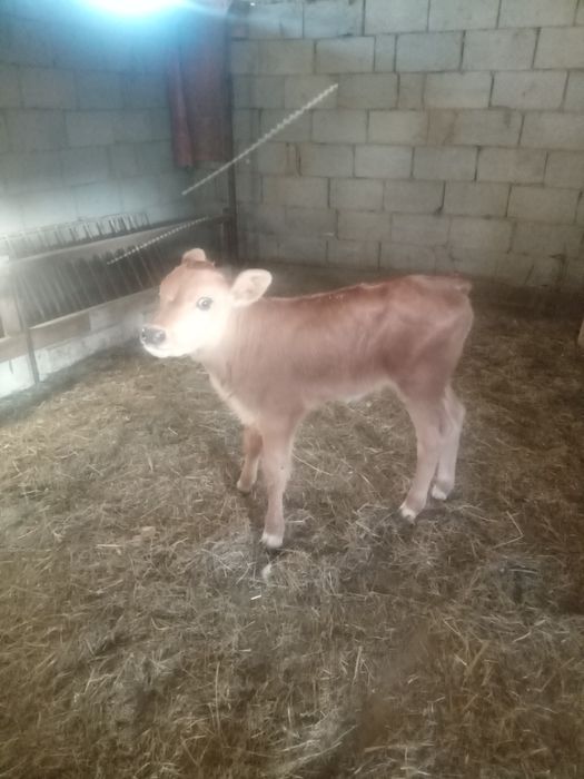 Бызау сатылады ургашы. Продам телёнка