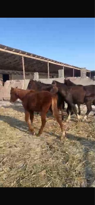Ургашы еркек тайлар сатылады