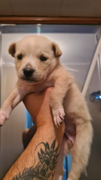 Отдаю щенка (самец) в хорошие руки