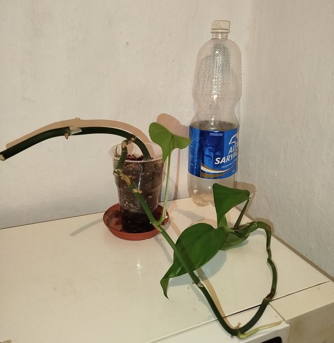 Доллар и другие цветы