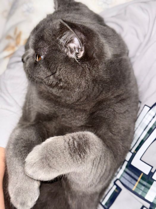 Вязка кота британской породы!