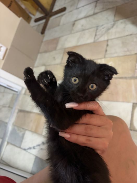 Отдам котенка в добрые руки