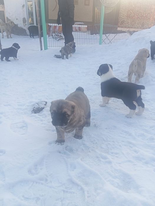 Продаются щенки алабая