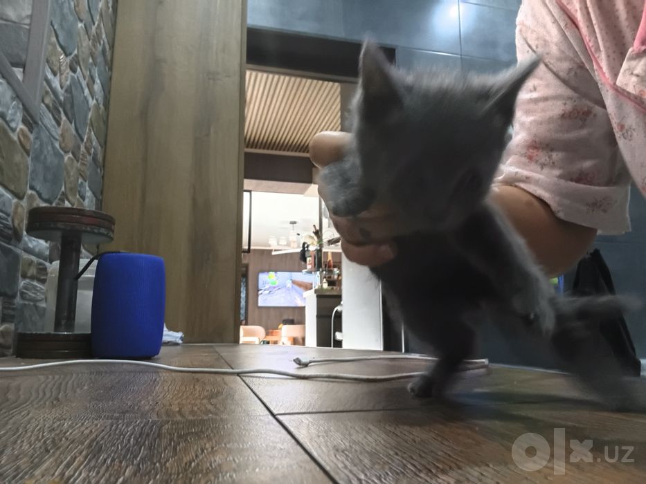 Веслоушки 1 мальчик 2девочки 1,5 месяца