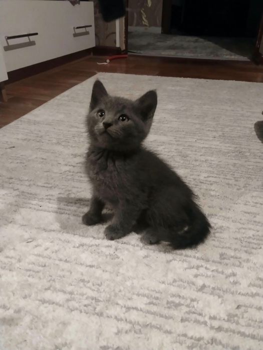 Котята в хорошие руки