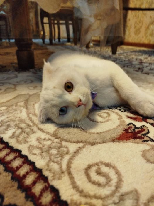 Skottish fold geteroxromiya