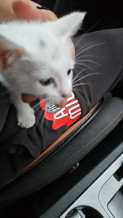 Котенце Бяло мъжко