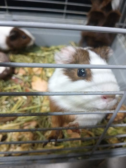 Морская свинка сотилади.ёки обмен