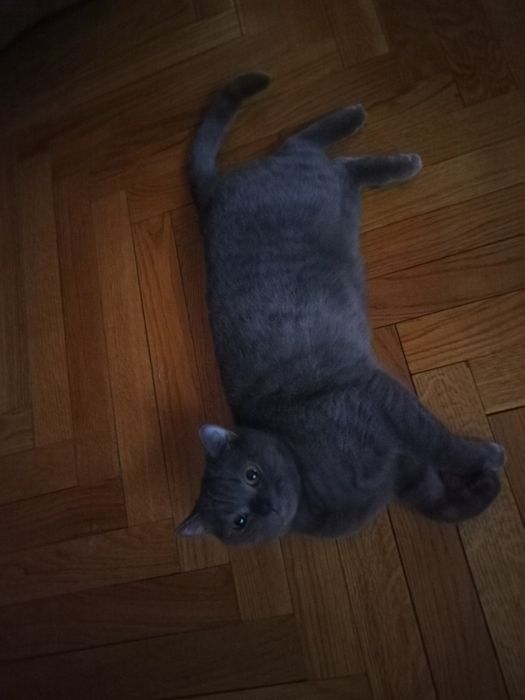 Шотландцы коты и кошки