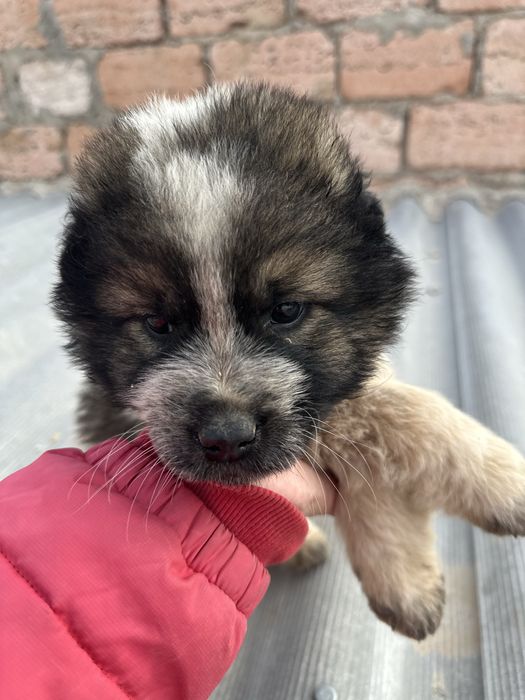 Добрые руки щенков