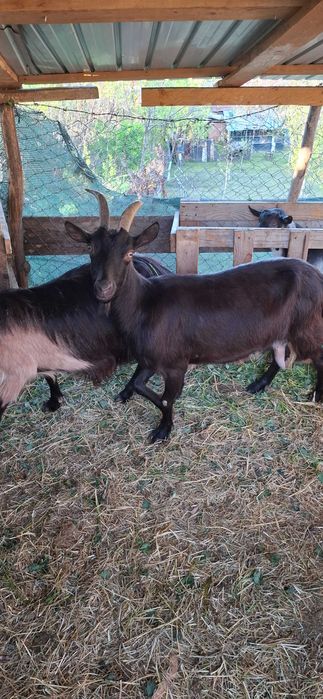 Vând capră, cu 2 iezi(masculi), la pretul de 1.000 de lei(pret fix