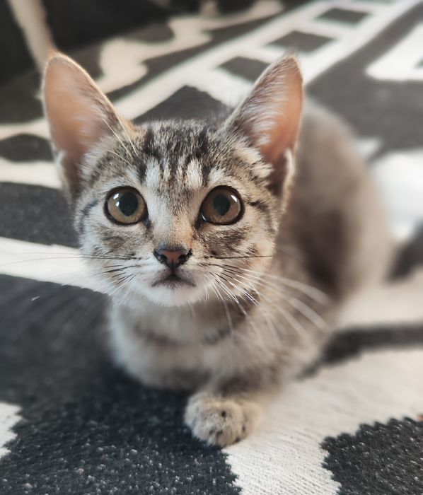 Кошечка крысолов. Девочка