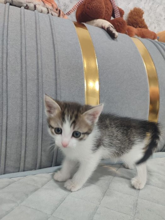 Отдам котят в добрые руки
