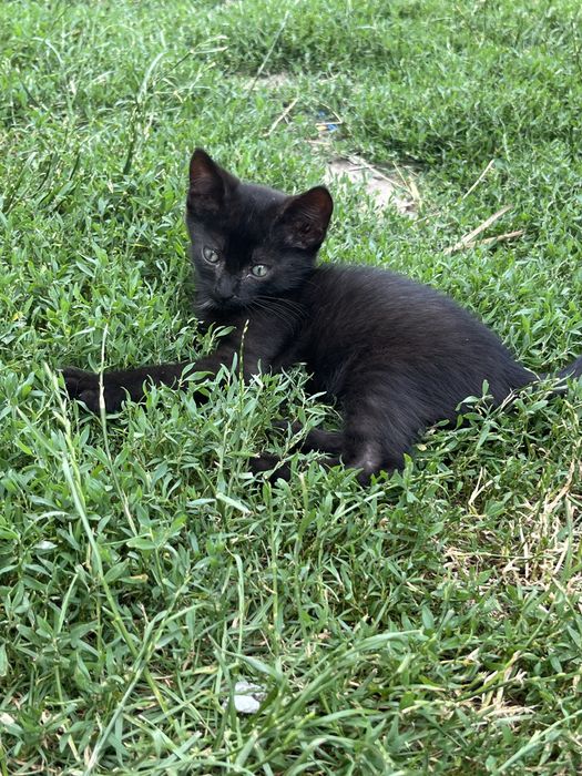 Pisicute spre adoptie