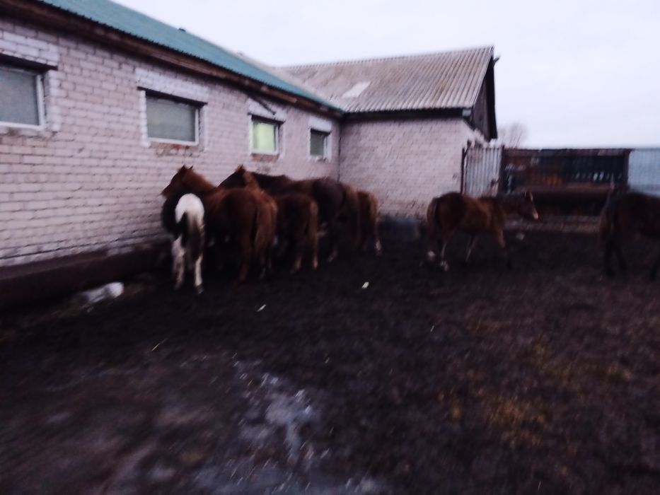 Продам , жеребят