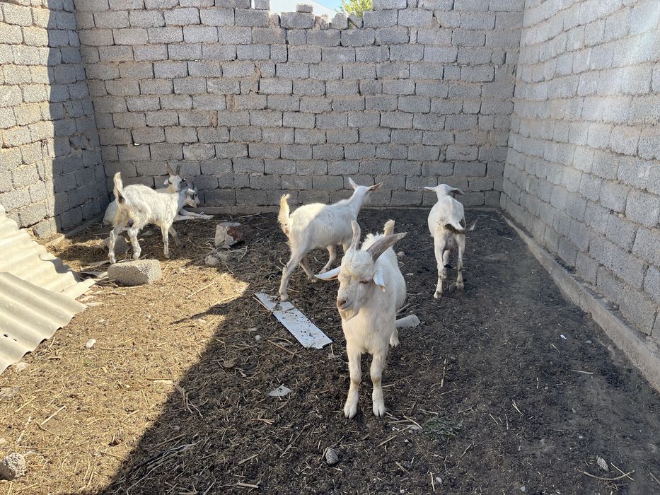 ОРЫС ЕШКЫ Ешкі сатылады 10 ешкі