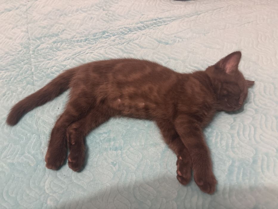 Котята Скоттиш-страйт