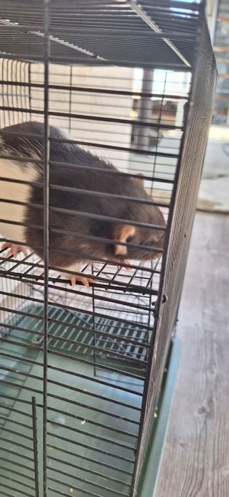 Крыса девочка дамбо