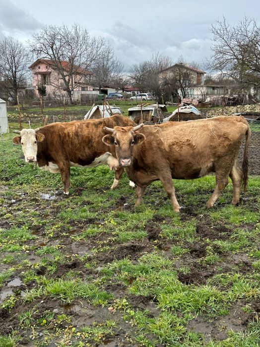 Продавам 3 Крави