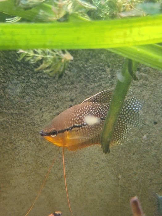 Vând gurami adulți