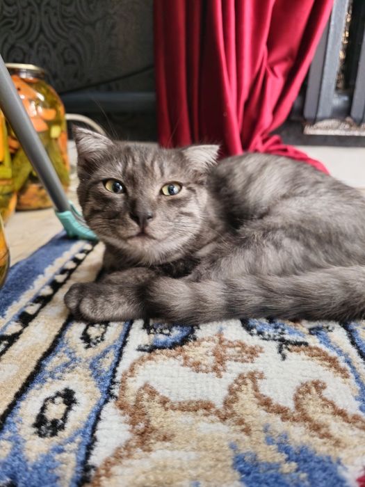 Котёнок в добрые руки Мальчик
