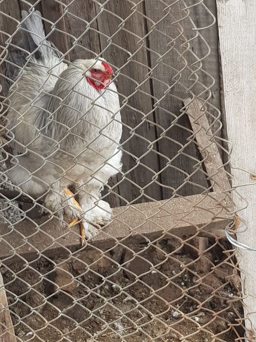 Петухи Брама