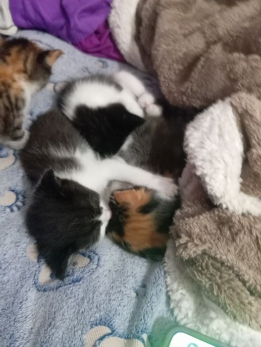 Отдам даром  котят
