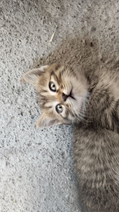 Котята, отдам бесплатно