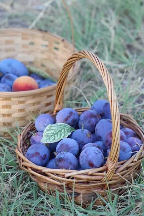 Vand Prune pentru Tuica si Palinca